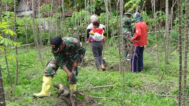  Bantu Memanen Singkong Milik Warga, Ini Yang Dilakukan Satgas TMMD Bojonegoro